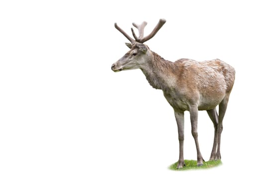 Adult red deer, cervus elaphus, stag looking aside in spring nature isolated on white background. Male mammal with growing new antlers covered in velvet velvet grazing in nature cut out on blank.