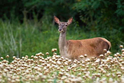 Calm red deer, cervus elaphus, standing in poppy in summer nature. Wild hind looking on field from side. Herbivore mammal watching on meadow in summertime.