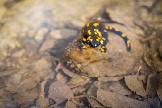 Poisonous fire salamander, salamandra salamandra, observing on rock in sunlight. Wild patterned reptile with yellow spots ans long tail sitting on stone in water from top view.