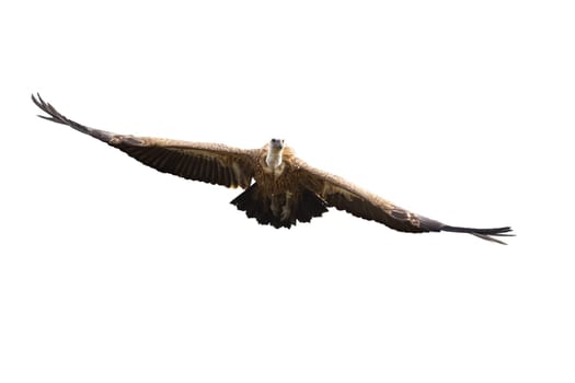 Griffon vulture, gyps fulvus, flying with spread wings isolated on white background. Front view of large bird of prey approaching mid air outdoors cut out on blank with copy space.