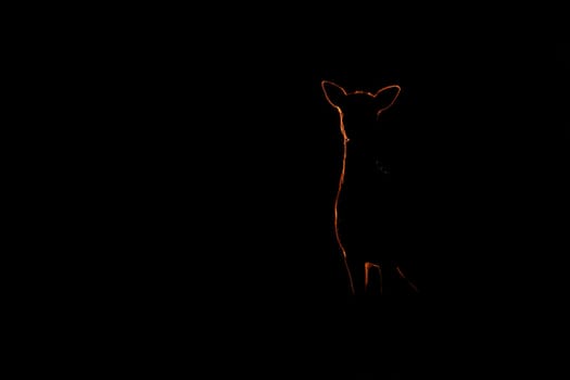 Mysterious fallow deer, dama dama, standing in dark in sunset. Silhouette of hind watching on black background. Doe outline in backlit with copy space.