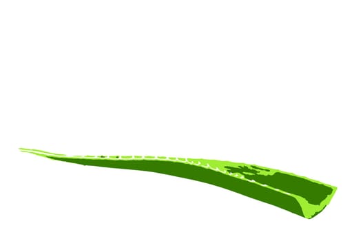 Aloe vera plant isolated on white background. Aloe vera is a succulent plant species of the genus Aloe. It is cultivated for agricultural and medicinal uses