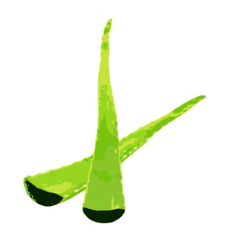 Aloe vera plant isolated on white background. Aloe vera is a succulent plant species of the genus Aloe. It is cultivated for agricultural and medicinal uses