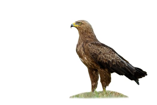 Majestic lesser spotted eagle, clanga pomarina, standing on grass isolated on white background. Magnificent predator observing in nature cut out. Wild hunter watching on empty backdrop.