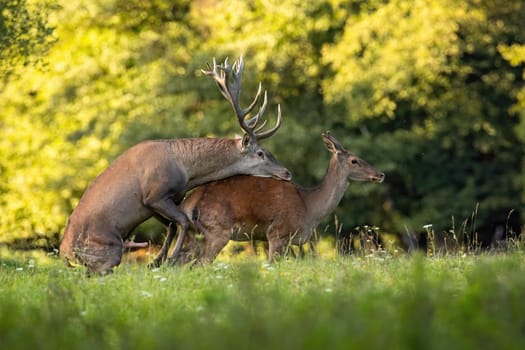Couple of red deer, cervus elaphus, copulating on meadow in rutting season. Stag and hind mating in autumn nature at sunset. Animal sex in wilderness.
