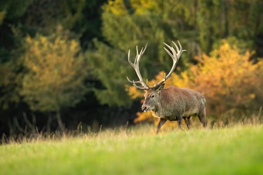 Majestic red deer, cervus elaphus, walking on meadow in autumn nature at sunset. Magnificent stag moving on grassland in fall sunlight. Wild animal with antlers going on field.
