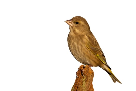 Female european greenfinch, chloris chloris, sitting on branch isolated on white background. Small yellow songbird resting on bough cut out on blank. Garden bird looking on twig with copy space.