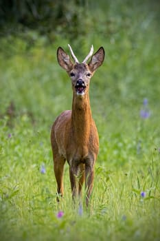 Roe deer, capreolus capreolus, buck barking on meadow in summertime nature. Verical composition of wild animal with antlers standing near wildflowers from front. Herbivore mammal looking to the camera with open mouth.