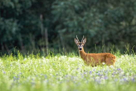 Roe deer, capreolus capreolus, buck standing on flowers meadow in summer nature. Wild buck looking to the camera on growing field. Animal male watching on grass.