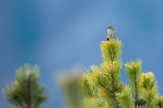 Dunnock, prunella modularis, sitting on a pine branch in mountains with hillside in background. Little feathered animal resting on top of tree in nature with copy space.