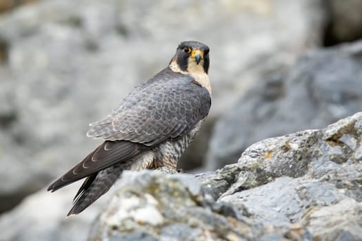 Adult peregrine falcon, falco peregrinus, sitting on mountains in fall. Fast predator observing on rocks in grey environment. Wild bird with deep sight looking to the camera.