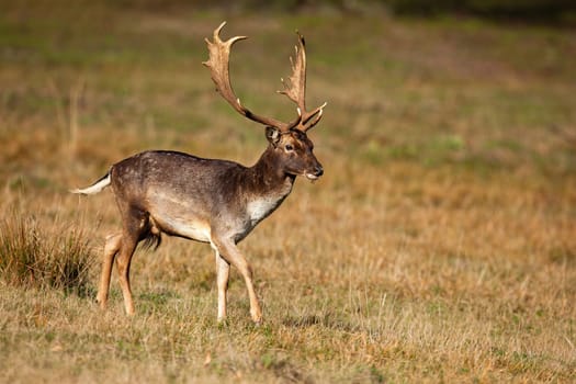 Fallow deer stag walking on dry meadow in autumn nature. Majestic stag marching on grassland from side. Wild animal with massive antlers moving on field in fall habitat.