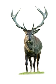 Massive red deer, cervus elaphus, approaching from front view isolated on white background. Alert wild animal walking forward in autumn nature in vertical composition.