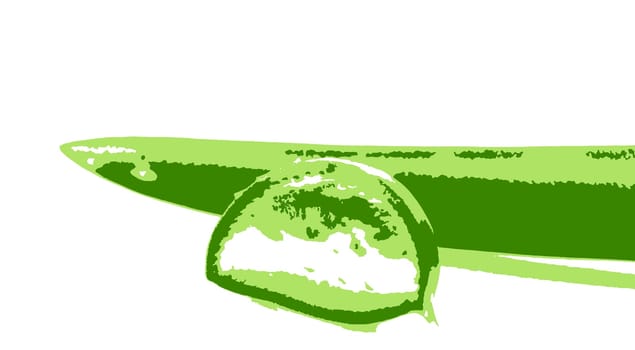 Aloe vera plant isolated on white background. Aloe vera is a succulent plant species of the genus Aloe. It is cultivated for agricultural and medicinal uses