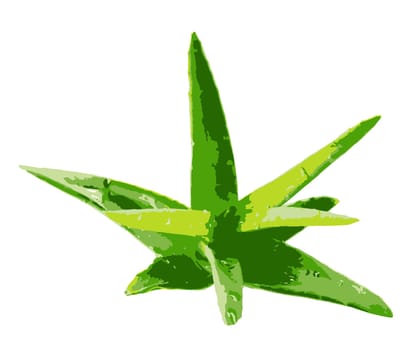 Aloe vera plant isolated on white background. Aloe vera is a succulent plant species of the genus Aloe. It is cultivated for agricultural and medicinal uses
