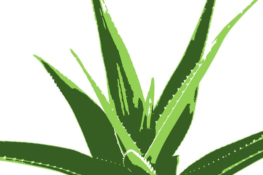 Aloe vera plant isolated on white background. Aloe vera is a succulent plant species of the genus Aloe. It is cultivated for agricultural and medicinal uses