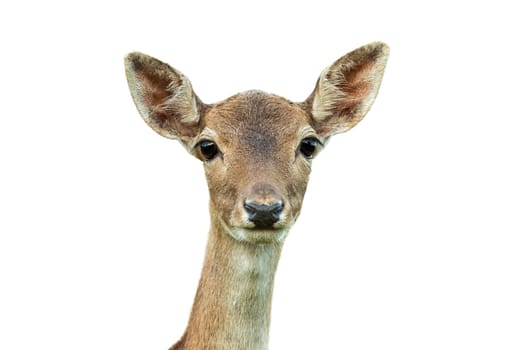 fallow deer, dama dama, head looking to the camera isolated on white background. Brown animal female portrait cut out on blank. Wild spotted mammal watching with space for text.