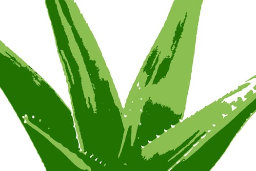 Aloe vera plant isolated on white background. Aloe vera is a succulent plant species of the genus Aloe. It is cultivated for agricultural and medicinal uses