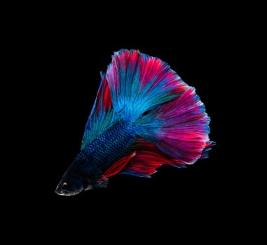 Siamese fighting fish or Betta splendens fish, popular aquarium fish in Thailand. Colorful Blue and red half moon double tail betta fighting motion isolated on black background