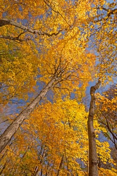 Underneath the Colors of Fall in Ned Brown Preserve in Illinois