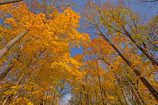 Surrounded by the Autumn Colors in Ned Brown Preserve in Illinois
