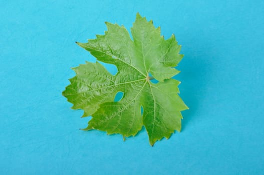Vine leaves on a blue background