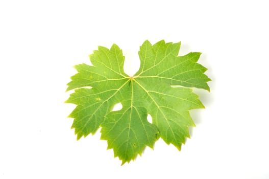 Vine leaves on a white background