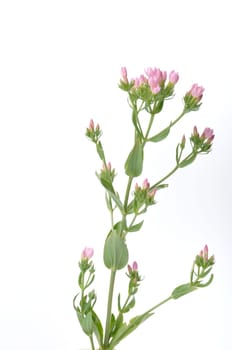 Centaury on a white background