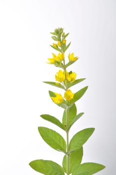Lysimachus on a white background