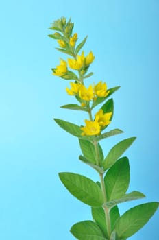 Lysimachus on a blue background