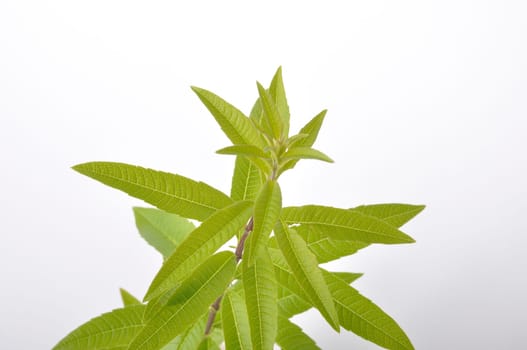 Lemon verbena on a white background