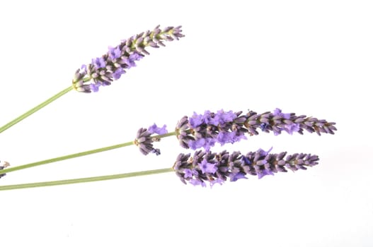 lavender in bloom on white background
