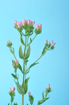 Centaury on a blue background