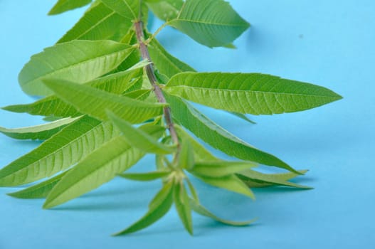 Lemon verbena on a blue background