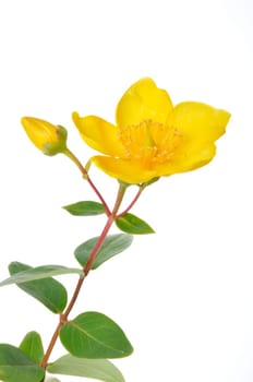 Ornamental St. John's Wort on a white background