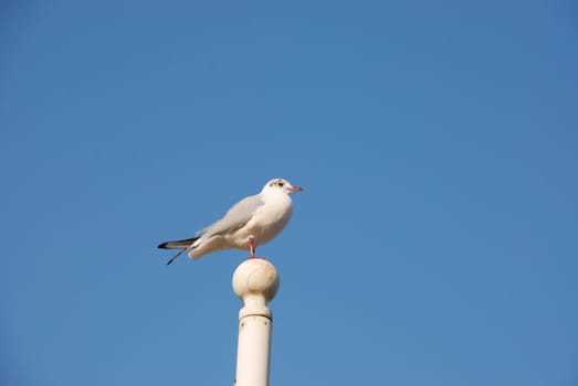 Seagulls on a pole