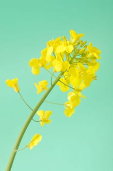 Flower of rape