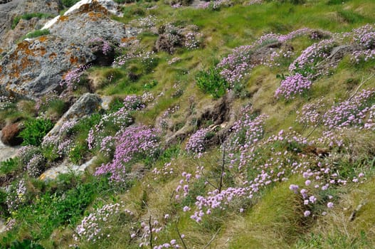 Armeria maritima pink sea growing on a cliff