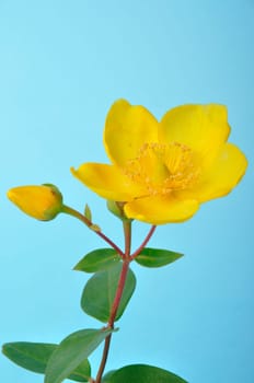 Ornamental St. John's Wort on a blue background