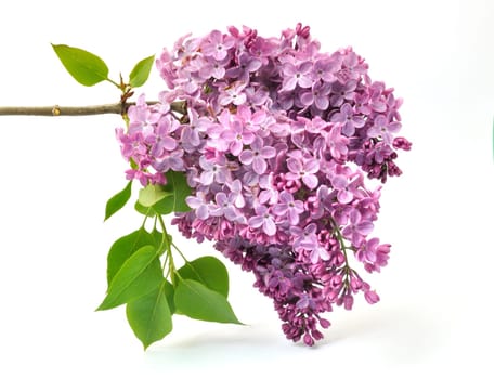 Lilac blossoms