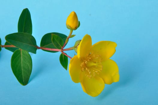 Ornamental St. John's Wort on a blue background