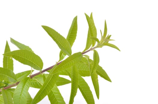 Lemon verbena on a white background
