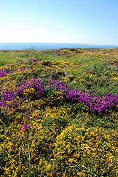 heathland with heather and gorse
