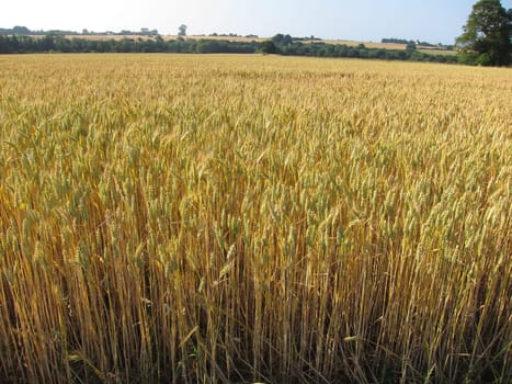 A field of wheat