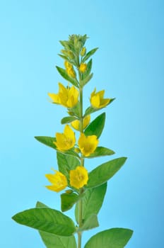 Lysimachus on a blue background