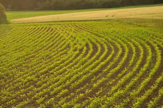 Corn field in Brittany