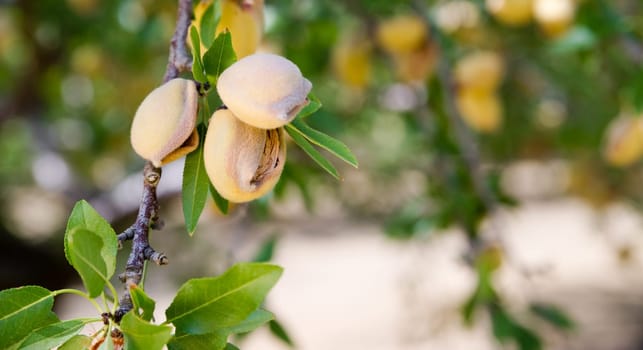 Healthy raw nuts still growing in the farmer's orchard