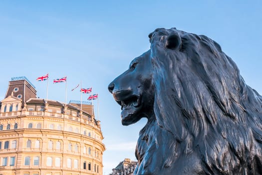 Profile of one of the four lion sculptures in Trafalgar Square, London, with British flags in the background.