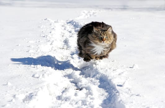 A Norwegian forest cat runs fast through the snow