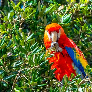 Ara macao known as scarlet macaw